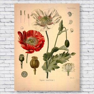 Puede incluir: Una ilustraci&oacute;n bot&aacute;nica vintage de una flor de amapola. La ilustraci&oacute;n muestra la flor en flor, as&iacute; como las c&aacute;psulas de semillas y las hojas. El texto "Papaver somniferum L." est&aacute; impreso debajo de la ilustraci&oacute;n.