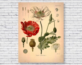 Plakat z ilustracją botaniczną „Opium” w stylu vintage, ilustracja rośliny maku lekarskiego, sztuka ścienna z ilustracją botaniczną „Opium” na płótnie w rolce