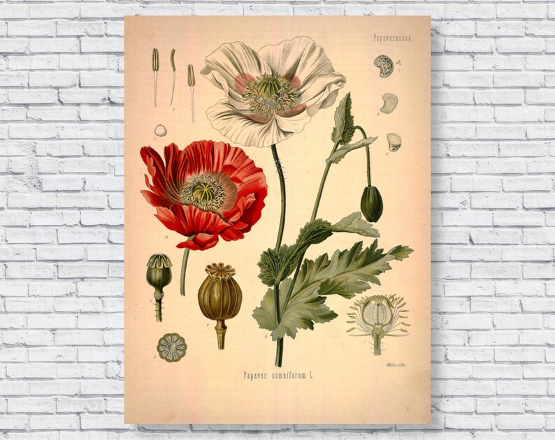 Puede incluir: Una ilustraci&oacute;n bot&aacute;nica vintage de una flor de amapola. La ilustraci&oacute;n muestra la flor en flor, as&iacute; como las c&aacute;psulas de semillas y las hojas. El texto "Papaver somniferum L." est&aacute; impreso debajo de la ilustraci&oacute;n.