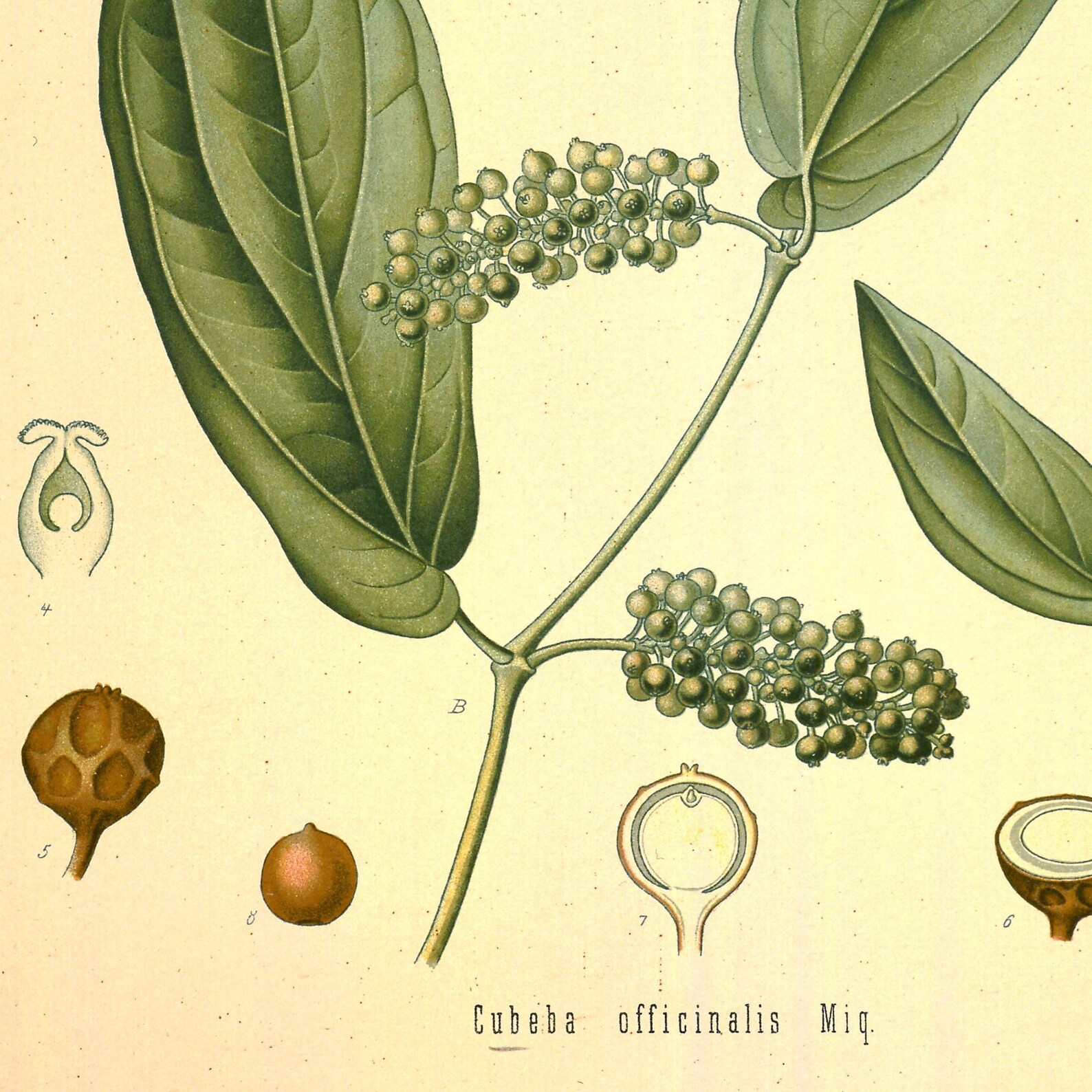 Vintage Black Pepper Poster Black Pepper Plant Botanical - Etsy