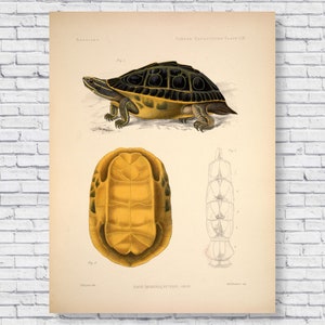 Könnte beinhalten: Eine Vintage-Illustration einer Schildkröte, die das Tier von der Seite und die Unterseite seines Panzers zeigt. Die Schildkröte ist gelb mit schwarzen Markierungen. Die Illustration trägt den Titel "Emys dorsata (Pettit) Gray" und stammt aus der Serie "Turan Expedition Plates".