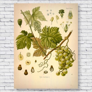 affiche de vigne vintage, impression botanique de vin de raisin, carte d'identification scientifique, illustration de cuisine, art mural ancien des années 1800