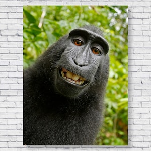 Impresión del cartel del selfie del mono, fotografía de la foto del macaco crestado de Célebes, arte de la pared del animal de la selva decoración del dormitorio de los niños del hogar, animal del gorila del chimpancé