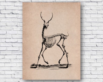 Vintage 1733 Deer Skeleton Poster, Deer Bone Anatomy Chart, Educational Biology Study, Wall Art Home Decor Print