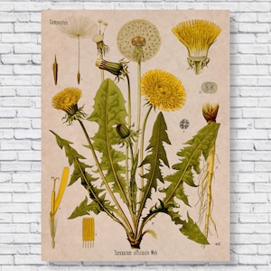 Cartaz de dente de leão vintage, gráfico de identificação científica botânica, ilustração de cozinha Müller de 1887, impressão de arte de parede antiga de 1800