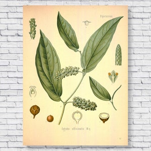 Cartaz de pimenta preta vintage, impressão botânica de planta de pimenta preta, gráfico de identificação científica, sal pimenta tempero cozinha arte de parede antiga