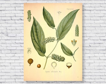 Vintage Black Pepper Poster, Black Pepper Plant Botanical Print, Scientific Identification Chart, Salt Pepper Spice Kitchen Wall Art Antique