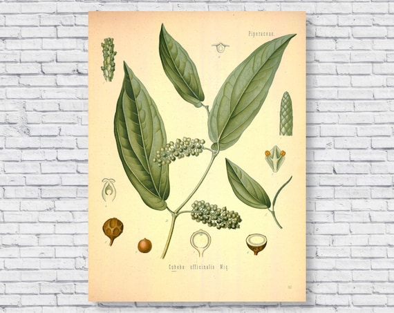 Vintage Black Pepper Poster Black Pepper Plant Botanical | Etsy
