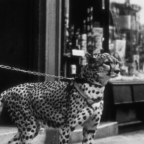 Poster Master – Poster Incorniciato Panther In The Jewelry Shop – 20x25 Cm – Stampa Ghepardo In Bianco E Nero – Cornice Nera – Arte Moderna