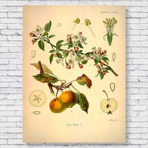 Vintage appelposter, botanische print appelboom, wetenschappelijke identificatiekaart, appelfruitplant keuken muurkunst antiek opgerold canvas