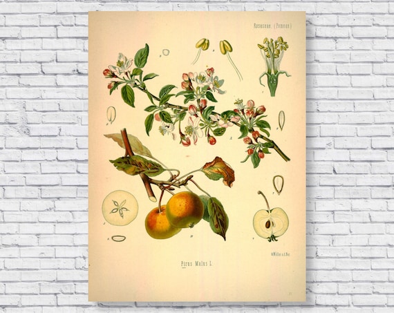 Vintage Apple Poster, Apple Tree Botanical Print, Scientific Identification  Chart, Apple Fruit Plant Kitchen Wall Art Antique Rolled Canvas