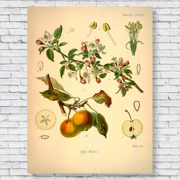 Vintage Apple Poster, Apple Tree Botanical Print, Scientific Identification Chart, Apple Fruit Plant Kitchen Wall Art Antique Rolled Canvas