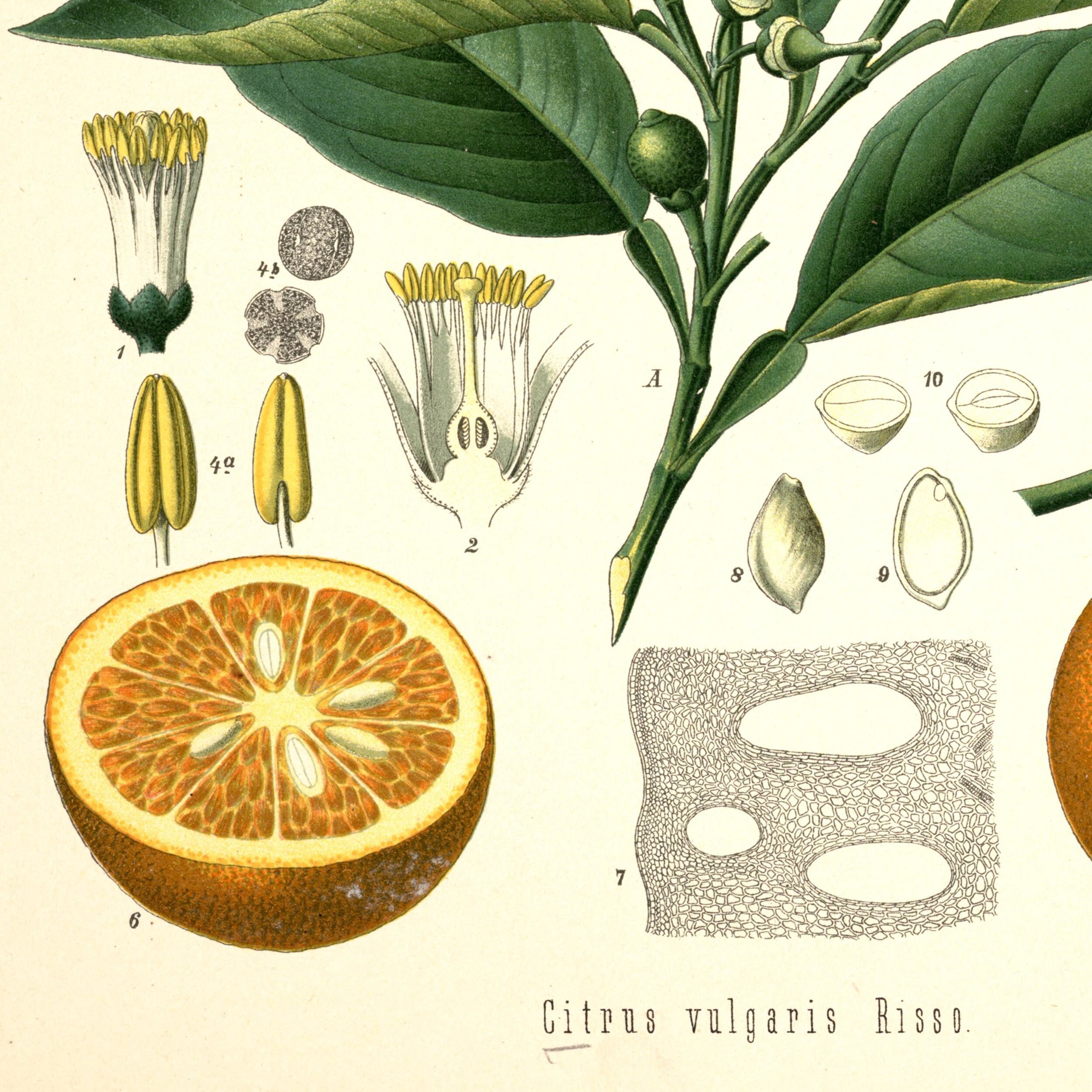 Vintage Orange Poster, Orange Botanical Print, Scientific