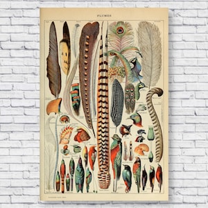 Vintage Feder Poster Print, 1909 Adolphe Millot botanisch Haus Dekor Vogel Federn Enzyklopädie Antik Wissenschaft Geburtstag Geschenk Idee alt