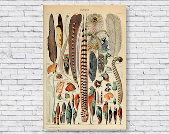 May include: Vintage print featuring a detailed illustration of various bird feathers. The artwork showcases a variety of feather types, with a focus on their shapes, colors, and patterns. The print includes the word "PLUMES" at the top.