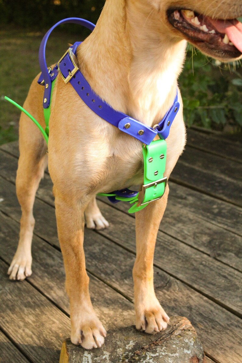 Biothane Y Front Service Dog Harness Etsy