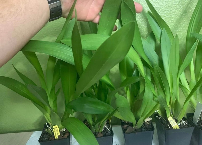 Orchid Plant Bllra. Big Shot Hilo Sparkle - Etsy