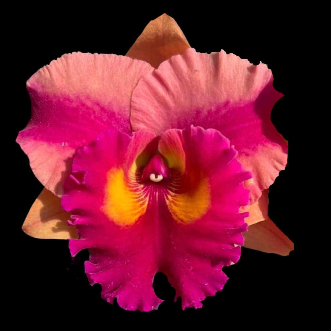 Rth.siam Fancy mighty Wing Etsy