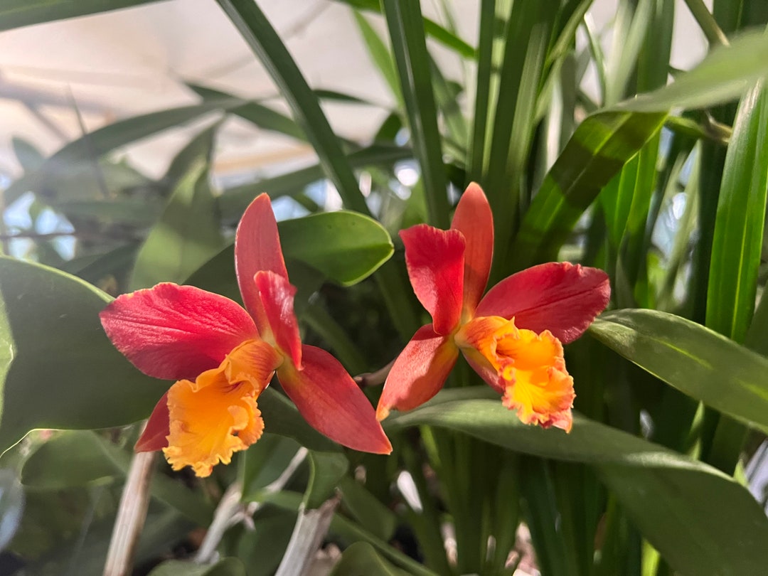 Orchid Plant Blc. Orchid Lily Marie Almas MGR brassavola X Laelia X