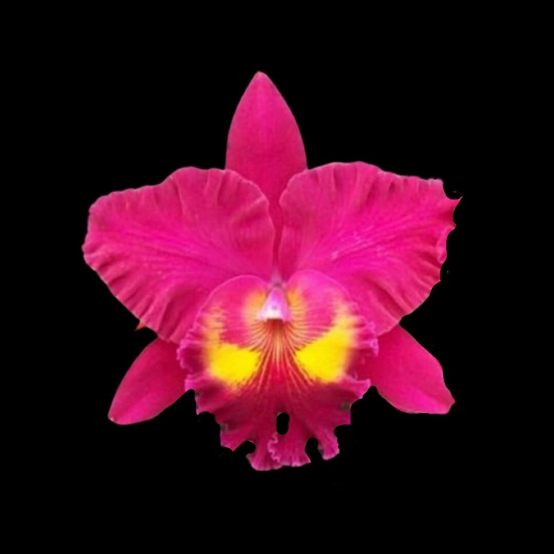 Orchid Plant Rlc Sanyung Ruby Chi-mei - Etsy