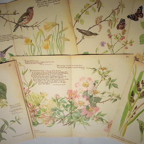 Edith Holden, vintage book pages