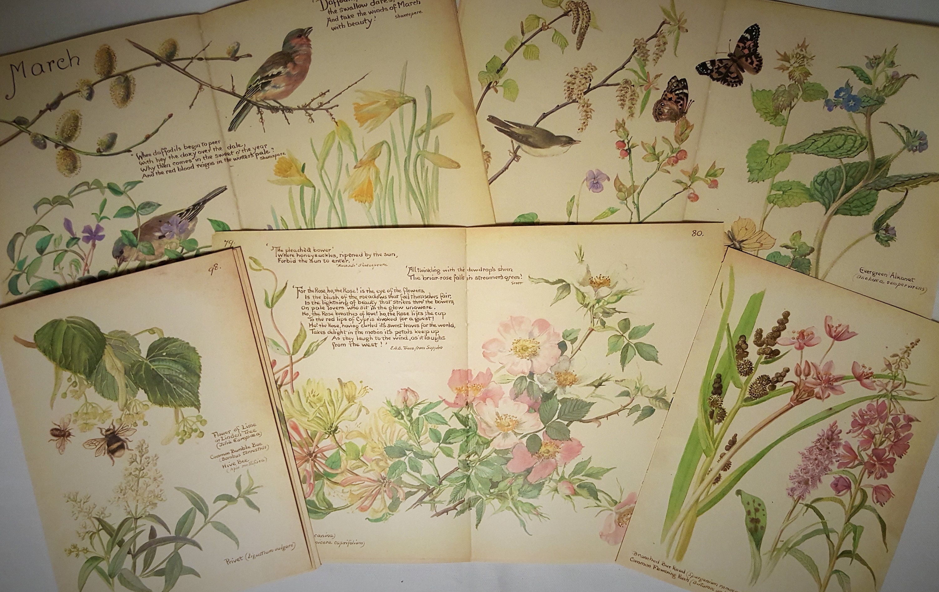 Edith Holden, vintage book pages