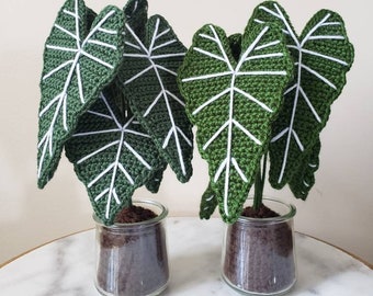 Alocasia Frydek Crochet House Indoor Plant - 2 Leaf Colors Available (Forest or Olive green)