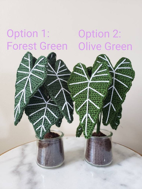 Alocasia Frydek - Forest Green