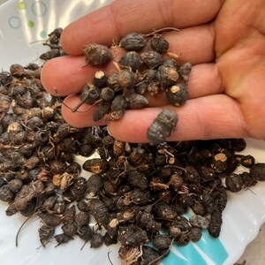 Cyperus Rotundus, Nagarmotha Root, Nut Grass Root, Java Grass, Purple Nutsedge, Motha Herb, Dried Roots, Organic Herbal Ingredient