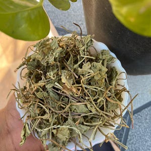May include: A white bowl with a scalloped edge, filled with dried herbs. The herbs are a mix of green and brown, with visible stems and leaves. The bowl is held in a person's hand, with a patterned fabric visible in the background. A green plant is in the background.