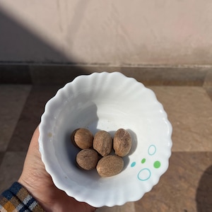 May include: A white, scalloped-edge bowl with a light blue and green design holds five whole nutmegs. The nutmegs are brown and oval-shaped. The bowl is held in a hand, with a plaid sleeve visible.