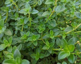 Nicola S Garden Glorious Ground Cover Palmers Garden Centre