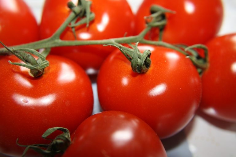 Patio Tomatoes Seeds Etsy