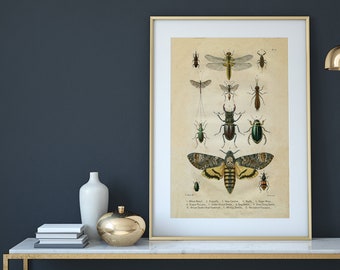 Insects Wall chart Art,  Death's Head Moth Acherontia Atropos  Death's Head Moth Print, Antique Insect Vintage Collection A4-A3 Poster Print