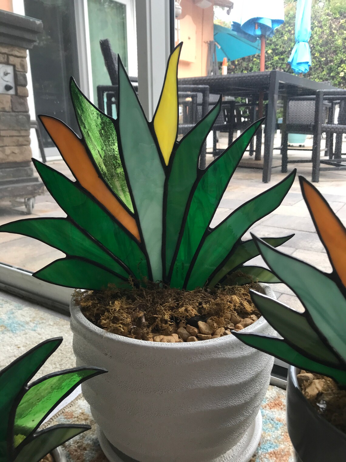 Agave Stained Glass Plant the Plant That Lives Forever Etsy