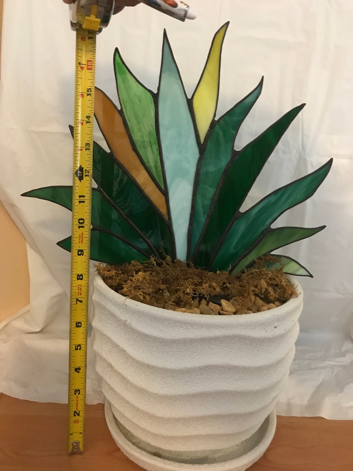 Agave Stained Glass Plant the Plant That Lives Forever Etsy