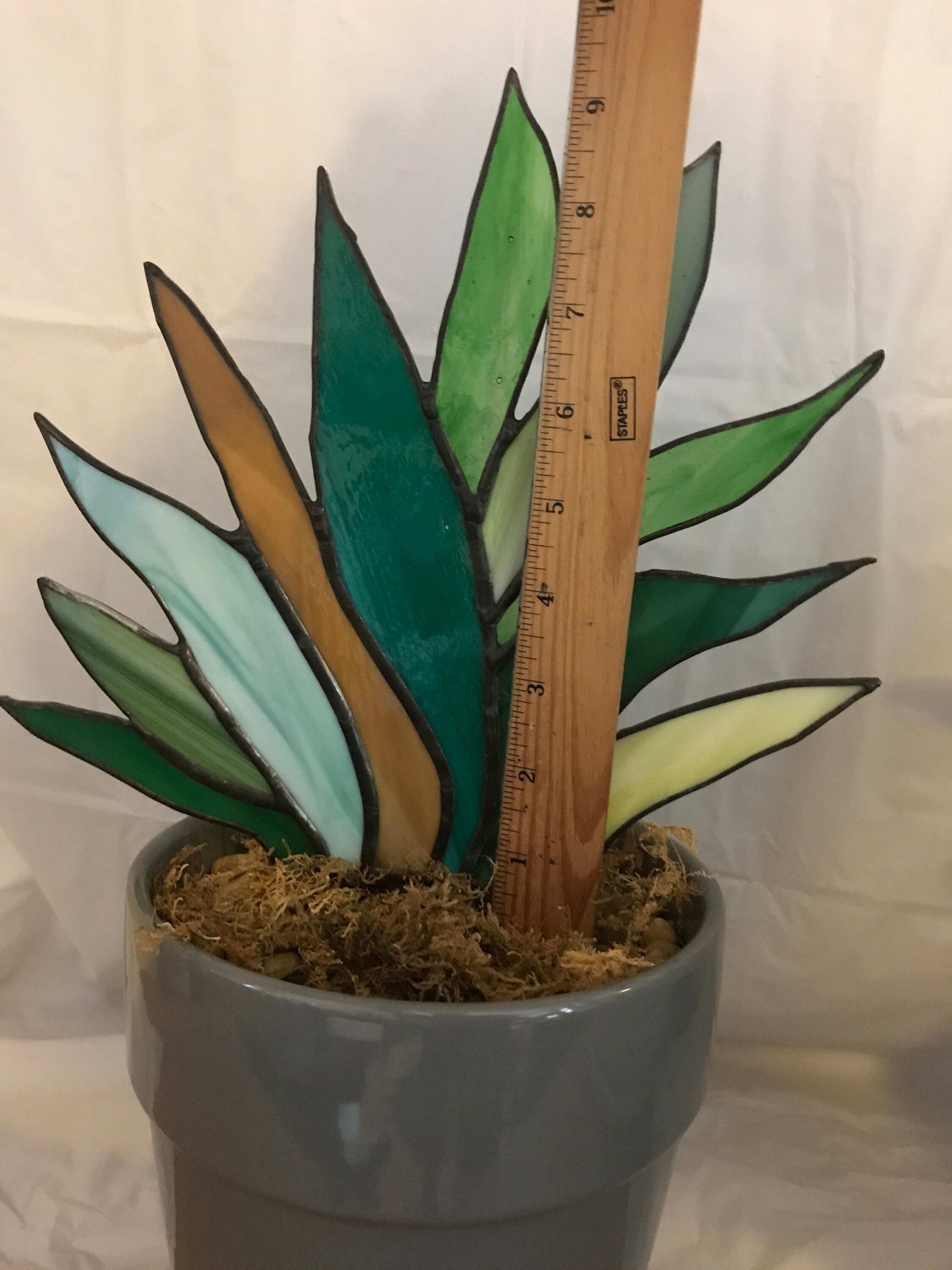 Agave Stained Glass Plant the Plant That Lives Forever Etsy
