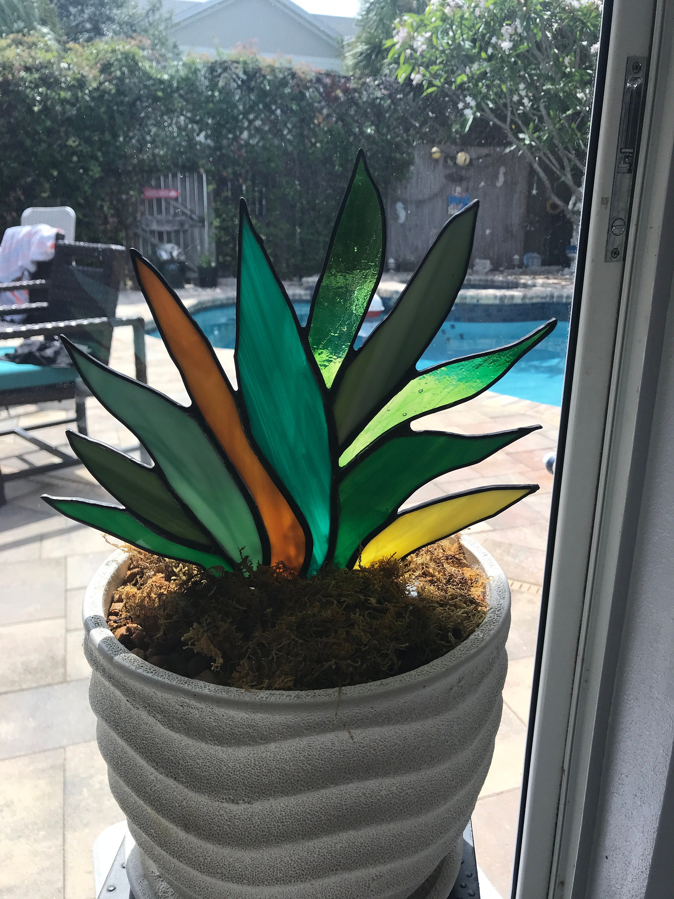 Agave Stained Glass Plant the Plant That Lives Forever Etsy