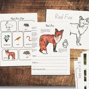 Könnte beinhalten: Lehrreiche Druckvorlagen über Rotfüchse, darunter eine Diättabelle mit Illustrationen von Kaninchen, Mäusen und Vögeln. Das Bild zeigt auch eine Zeichnung eines Rotfuchses und ein Arbeitsblatt mit dem Text "Red Fox".