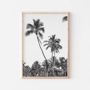 Black and White Palm Tree Print // Printed Artwork// Palm Tree print // Naples Florida beach photography