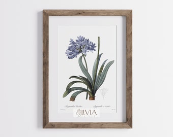 African Lily Poster/ Lily of the Nile Print/ Vintage Botanical Print