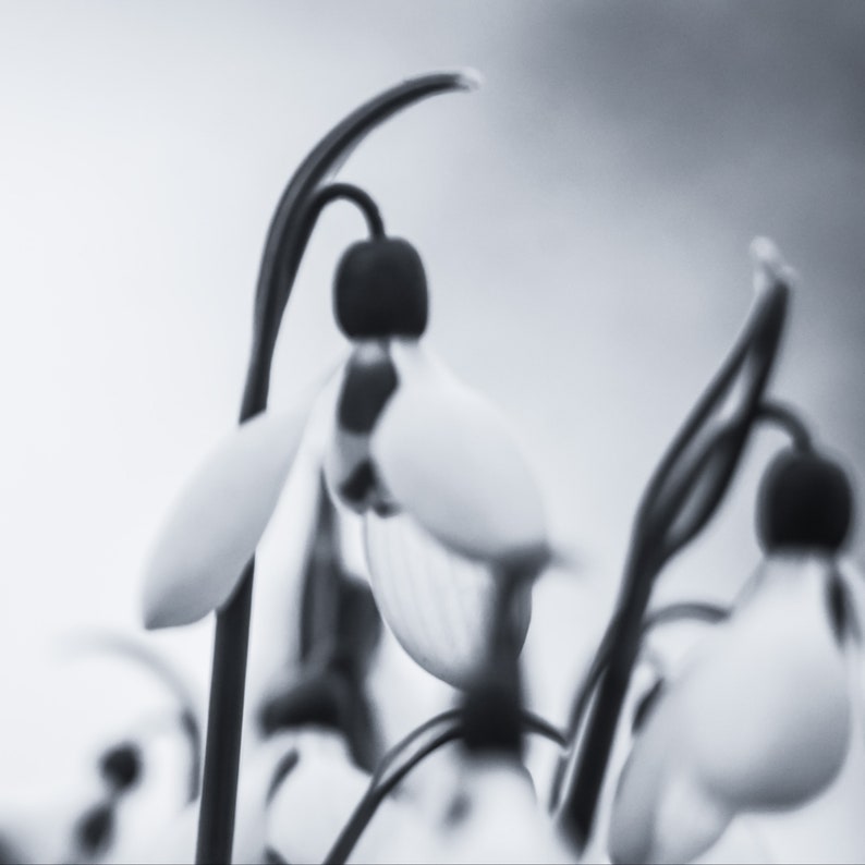 May include: Monochrome image of snowdrop flowers. The photograph highlights the white petals and dark green stems of the flowers, set against a soft, out-of-focus background.