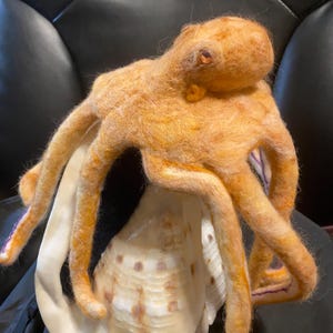 Octopus on Conch