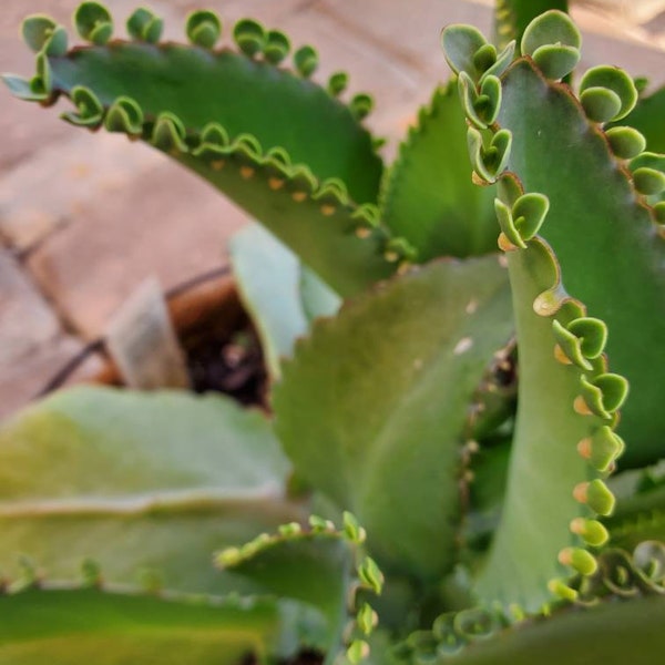 Kalanchoe Babies, Mother of Thousands baby plants, Live Plants, MOT plant, Baby Plants, Plant Cuttings