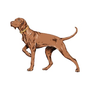 Vizsla Sticker