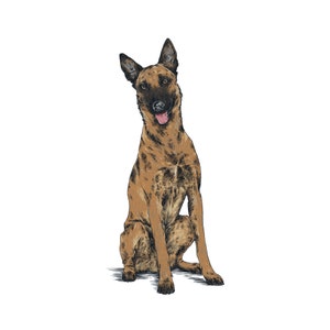 Belgian Malinois Sticker