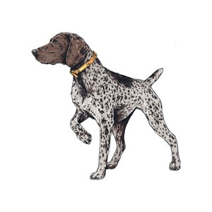 German Shorthair Pointer Sticker