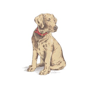 Yellow Labrador Sticker