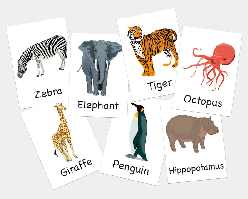 Pu&ograve; includere: Un set di flashcard con diversi animali, tra cui una zebra, un elefante, una tigre, un polpo, una giraffa, un pinguino e un ippopotamo. Ogni carta ha un'illustrazione colorata dell'animale e il suo nome stampato sotto.