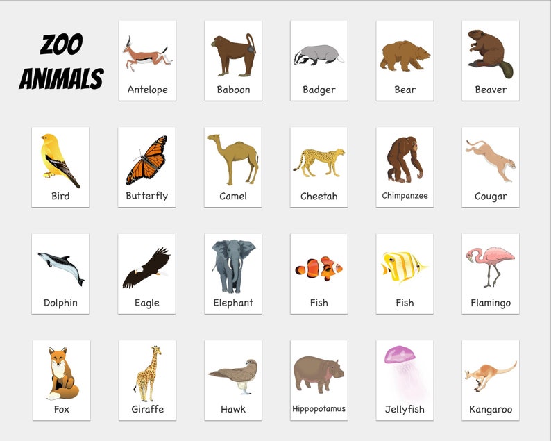 Pu&ograve; includere: Un grafico colorato con illustrazioni di vari animali dello zoo, tra cui un'antilope, un babbuino, un tasso, un orso, un castoro, un uccello, una farfalla, un cammello, un ghepardo, uno scimpanz&eacute;, un puma, un delfino, un'aquila, un elefante, un pesce, un fenicottero, una volpe, una giraffa, un falco, un ippopotamo, una medusa e un canguro. Il grafico &egrave; intitolato "Zoo Animals".